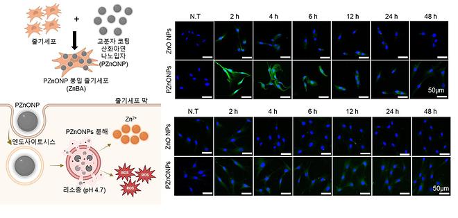 Professor Nagan's research team develops zinc oxide nanoparticle-sealing stem cells to....