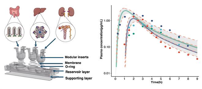 The Catholic University of Korea Medical School develops a model for predicting human drug ....