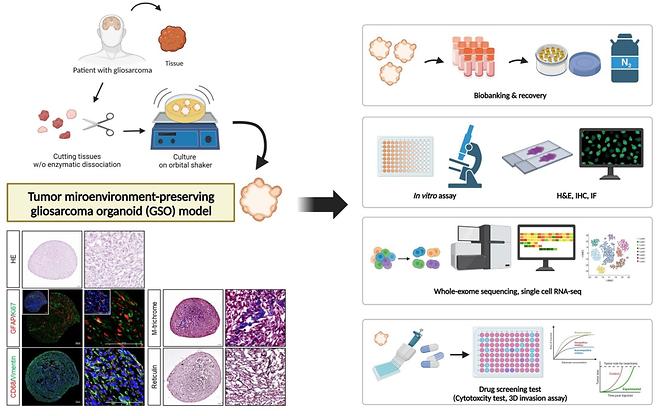 Prof. Jeong Yeon-jun’s Team Opens Path to Personalized Treatment for Rare Brain Tumor