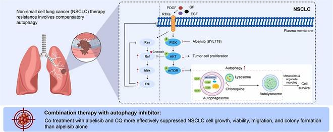 Prof. Ji-Yoon Kim’s Team Overcomes Lung Cancer Resistance via Autophagy Inhibition