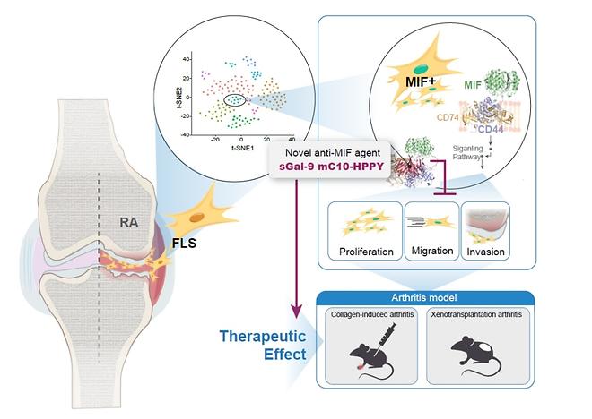 College of Medicine Professor Seung-Ah Yoo’s Team Unveils New Therapeutic Possibility for Rheumatoid