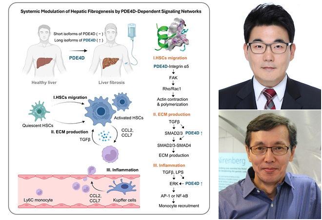 College of Medicine, The Catholic University of Korea — New Precision Target Identified