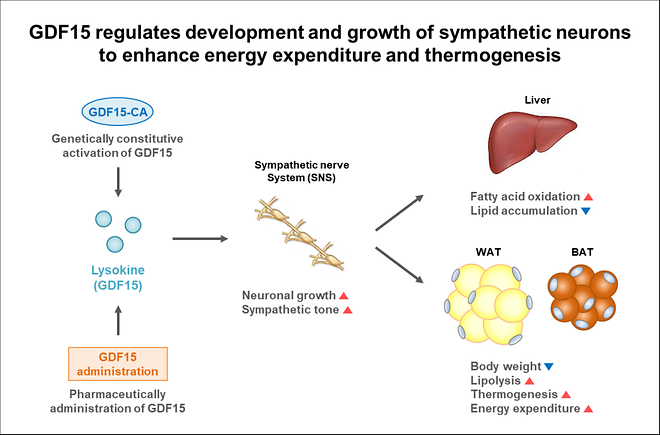 New Clue in Obesity Treatment: Hormone Boosts Sympathetic Nerves to Increase Energy Expenditure