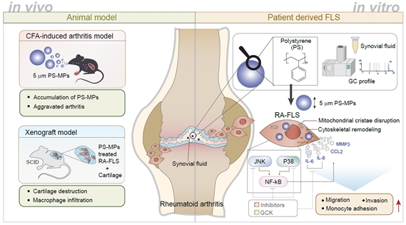 Professor Yoo Seung-ah of Catholic University of Korea College of Medicine Confirms World's First De