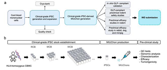 Professor Lim Ye-ri of The Catholic University of Korea College of Medicine Identifies Mechanism of 