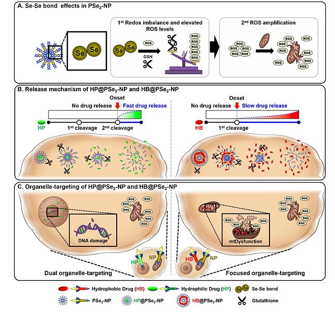 가톨릭대 강한창 교수팀, 세포소기관 정밀 타격하는 ‘차세대 항암 나노플랫폼’ 개발