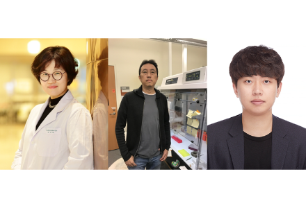 의과대학 조미라 교수 연구팀, 미토콘드리아 이식으로 난치성 류마티스관절염 치료 효과 입증
