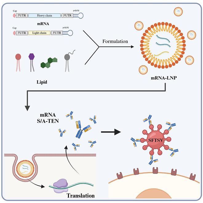 가톨릭대 남재환 교수 연구팀, mRNA 기반 ‘살인 진드기 바이러스’ 치료제 개발